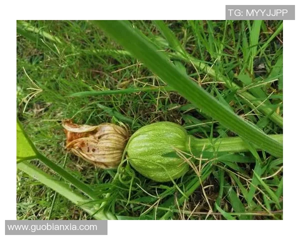 足球场上的铁人传奇：那些鲜少受伤的足球明星们的故事